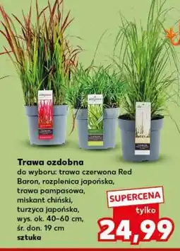Kaufland Trawa ozdobna oferta