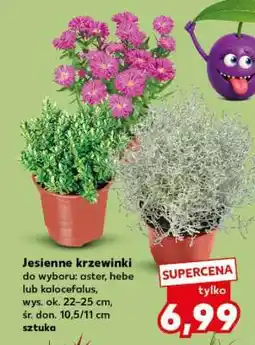 Kaufland Jesienne krzewinki oferta