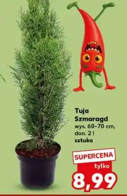 Kaufland tUJA szMArAGD oferta