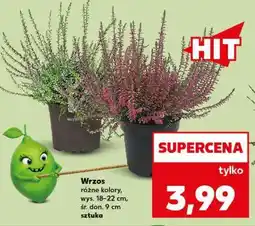 Kaufland Wrzos oferta