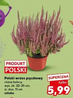Kaufland Polski wrzos pączkowy oferta