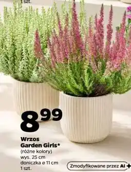 Netto Wrzos Garden Girls oferta