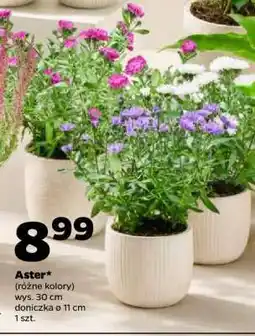 Netto Aster oferta