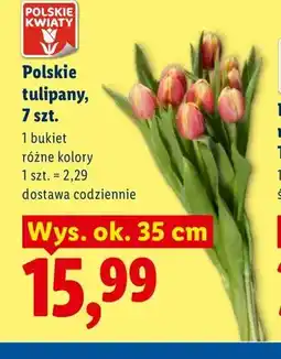 Lidl Tulipany Polskie Kwiaty 7-pak oferta