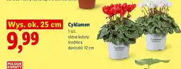 Lidl Cyklamen Polskie Kwiaty oferta