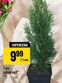 Polomarket Tuja szmaragd* oferta