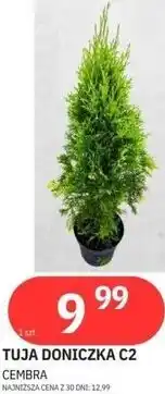 E.Leclerc Tuja doniczka C2 Cembra oferta