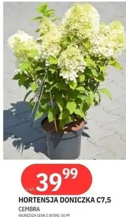 E.Leclerc Hortensja doniczka C7,5 Cembra oferta