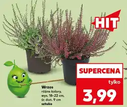 Kaufland Wrzos Hit oferta
