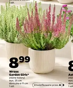 Netto Wrzos Garden Girls oferta