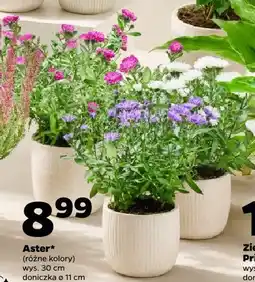Netto Aster oferta