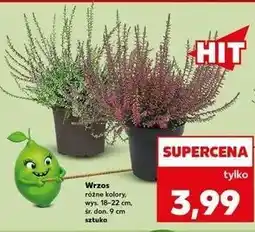 Kaufland Wrzos oferta