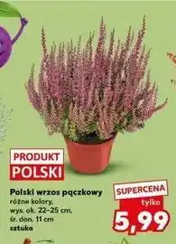 Kaufland Wrzos pączkowy śr. 11 cm oferta