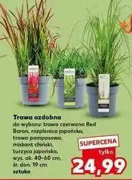 Kaufland Trawa turzyca japońska oferta