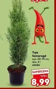 Kaufland Tuja szmaragd oferta