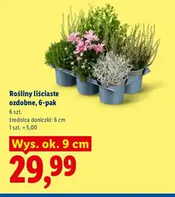 Lidl Rośliny liściaste ozdobne 6-pak oferta