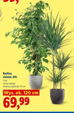 Lidl Rośliny zielone Xxl oferta