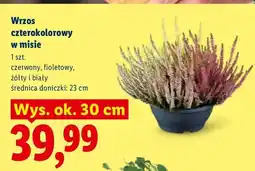 Lidl Wrzos czterokolorowy w misie oferta