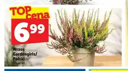 Topaz Wrzos Gardengirls oferta