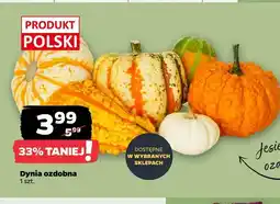 Netto Dynia ozdobna oferta