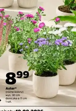 Netto Aster oferta