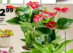 Netto Anthurium Royal Red oferta
