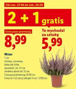Lidl Wrzos oferta