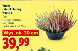 Lidl Wrzos czterokolorowy w misie oferta