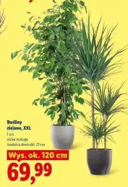 Lidl Rośliny zielone, XXL oferta