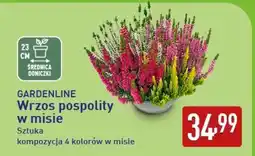 ALDI GARDENLINE Wrzos pospolity w misie oferta