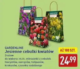 ALDI GARDENLINE Jesienne cebulki kwiatów oferta