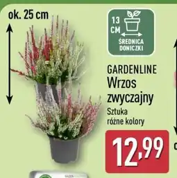 ALDI GARDENLINE Wrzos zwyczajny oferta