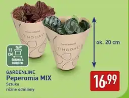 ALDI GARDENLINE Peperomia MIX oferta