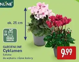 ALDI GARDENLINE Cyklamen oferta