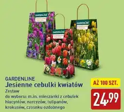 ALDI GARDENLINE Jesienne cebulki kwiatów oferta