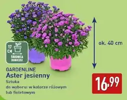 ALDI GARDENLINE Aster jesienny oferta