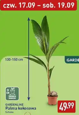 ALDI GARDENLINE Palma kokosowa oferta