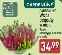 ALDI GARDENLINE Wrzos pospolity w misie oferta