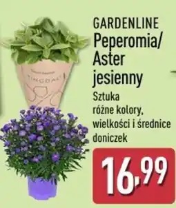 ALDI GARDENLINE Peperomia/Aster jesienny oferta