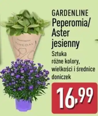 GARDENLINE Peperomia/Aster jesienny