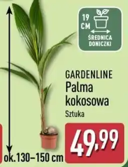 ALDI GARDENLINE Palma kokosowa Sztuka oferta