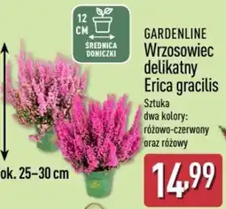 ALDI GARDENLINE Wrzosowiec delikatny Erica gracilis oferta