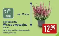 ALDI GARDENLINE Wrzos zwyczajny oferta