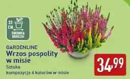 ALDI GARDENLINE Wrzos pospolity w misie oferta