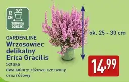 ALDI GARDENLINE Wrzosowiec delikatny Erica Gracilis oferta