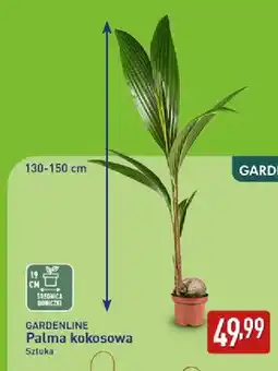 ALDI Palma kokosowa Gardenline oferta