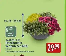 ALDI Rozchodnik w doniczce mix Gardenline oferta