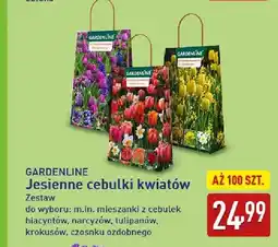 ALDI Jesienne cebulki kwiatów Gardenline oferta