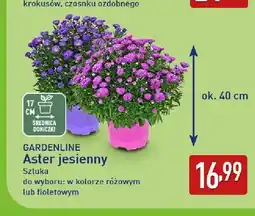 ALDI Aster jesienny Gardenline oferta
