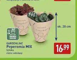 ALDI Peperomia mix Gardenline oferta